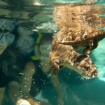 Freshwater-Oasis-Now-Open_2-575×382
