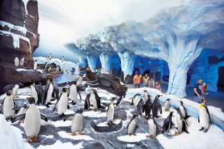 Penguin-habitat