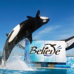 Sea 1World Orlando Shamu Believe Baleia