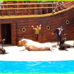 The-Sea-Lion-and-Otter-Stadium-seaworld