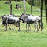 antilopes