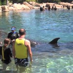dolphin