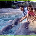 dolphin-cove-seaworld