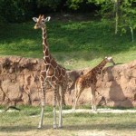 girafa
