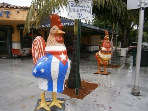 little-havana-chickens