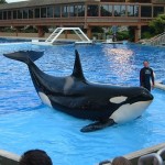 seaworld-trainers-1