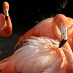 seaworld_07_maritrigo_shopaholic