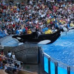 shamu
