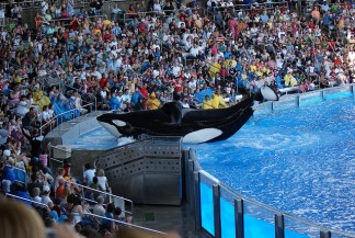 shamu