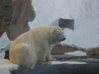 urso