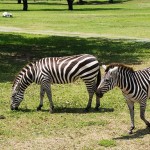 zebras