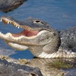 everglades