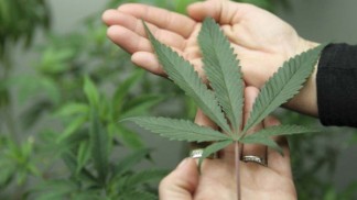 maconha-folha-20121204-55-original-600×337