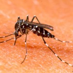 Aedes-aegypti