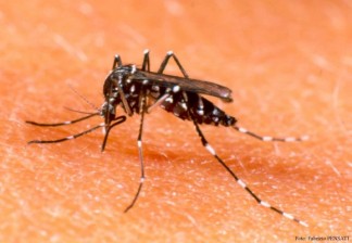 Aedes-aegypti-579×400