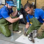 SeaWorld+Animal+Rescue+Team+Caring+for+Hundreds+of+Sea+Lions
