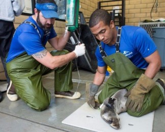 SeaWorld-Animal-Rescue-Team-Caring-for-Hundreds-of-Sea-Lions-500×400