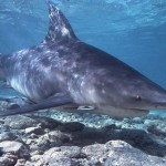 bullshark3