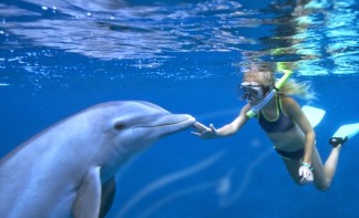 Discovery-Cove-Orlando-Dolphin-experience
