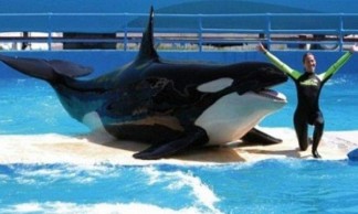 Miami-Seaquarium-show-com-as-baleias-orca-600×360