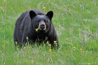 Ursus_americanus_2