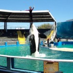 miami-seaquarium