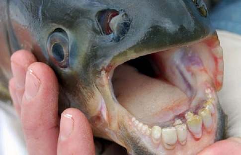 BRAZIL: Close up of a Pacu's teeth.  Pacu fish, cousins to the piranha and known as "frugivores," have human-like teeth that can crack nuts and fruits.  In the Amazon regions, the biggest threat to the Pacu is commercial fishing. (photo credit © Julia Dorn)