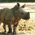 rhino-mkingdom 1