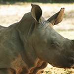 rhino-mkingdom_peq