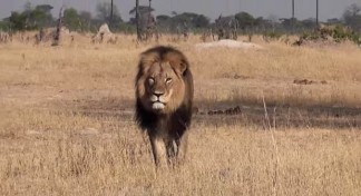 Cecil 3