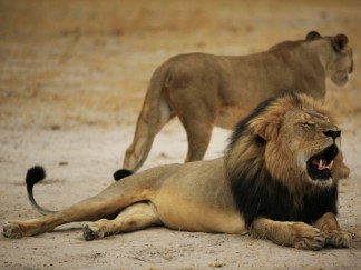 Cecil