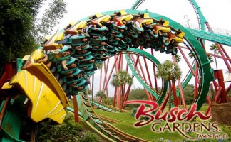 busch-01