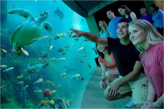 sea-world-tartaruga