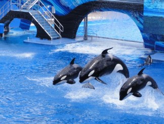 seaworld-orlando