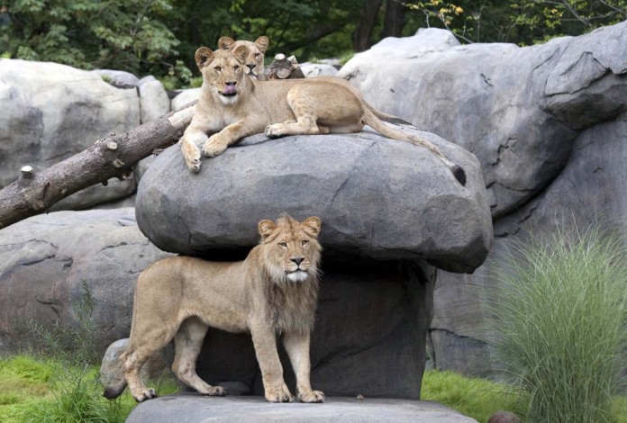 Lions on exhibit in Predators of the Serengeti at the Oregon Zoo. © Oregon Zoo / photo by Carli Davidson