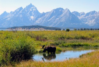 Moose-in-Grand-Teton-National-Park