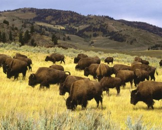 Parque-Nacional-de-Yellowstone-5