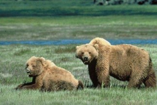 Urso