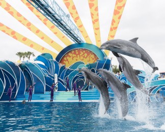 dolphins 2