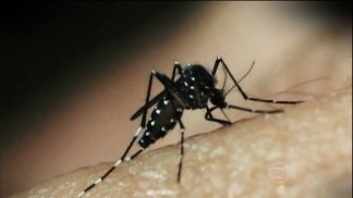 Aedes Aegypti 1