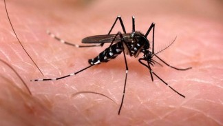 Aedes Aegypti 1