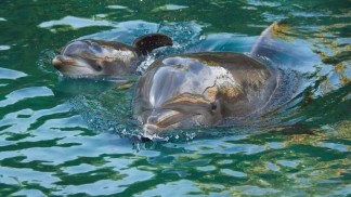 golfinho_discovery-cove