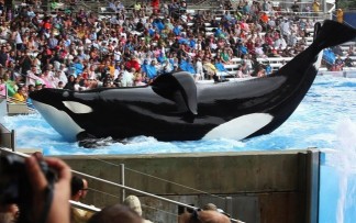 orca Tilikum