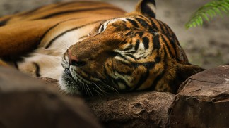 tiger