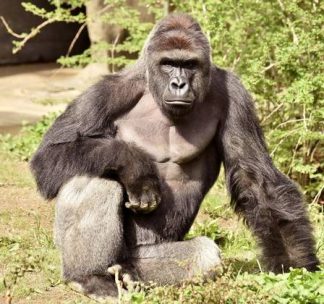 gorila-harambe
