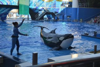 Orca 00
