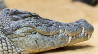 crocodilo