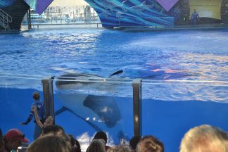 orca 000