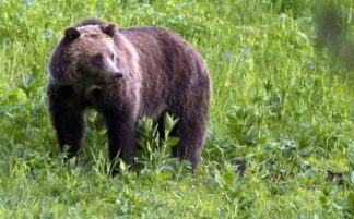 urso pardo