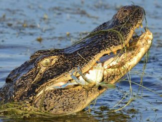 aligator